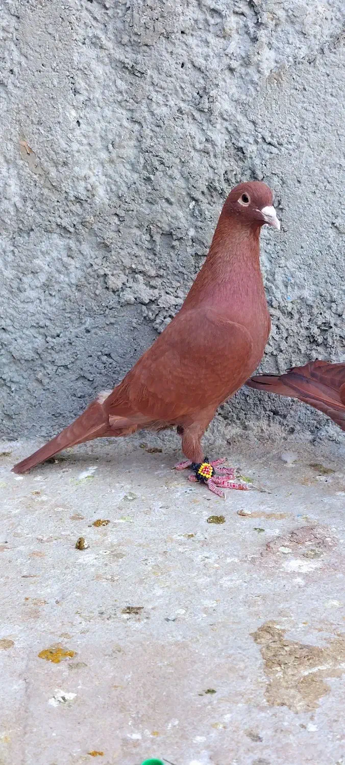 سرخ|پرنده|زاهدان, |دیوار