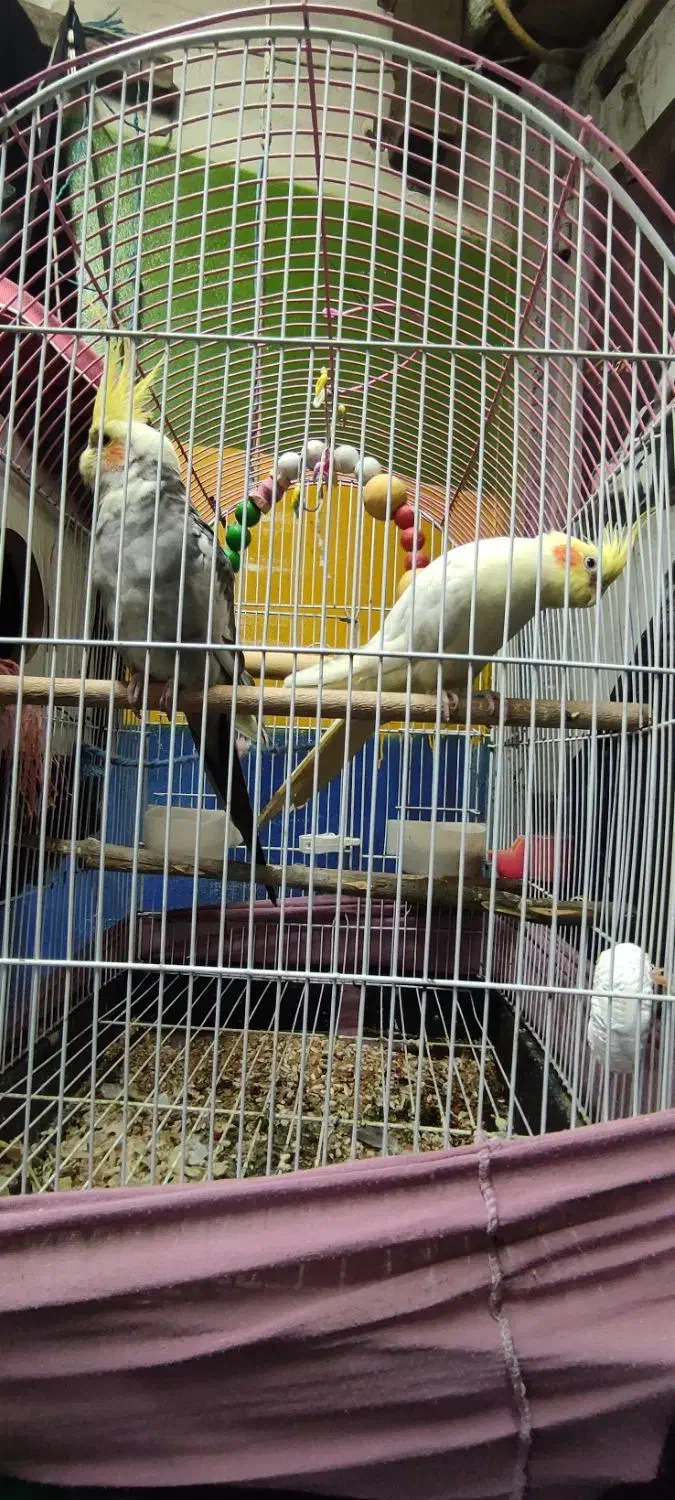 عروس هلندی نروماده|پرنده|آستارا, |دیوار