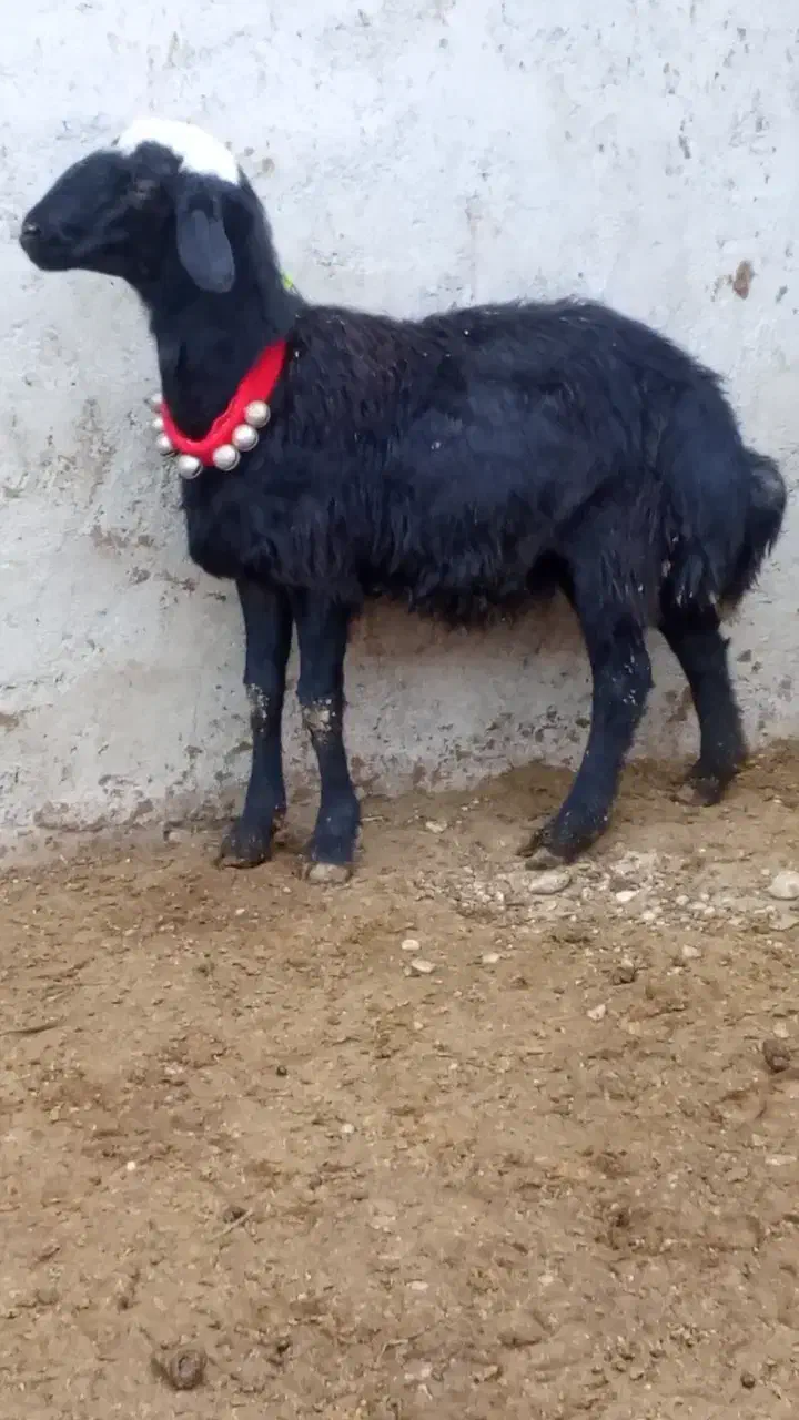 بره قوچ سر سفید|حیوانات مزرعه|باروق, |دیوار