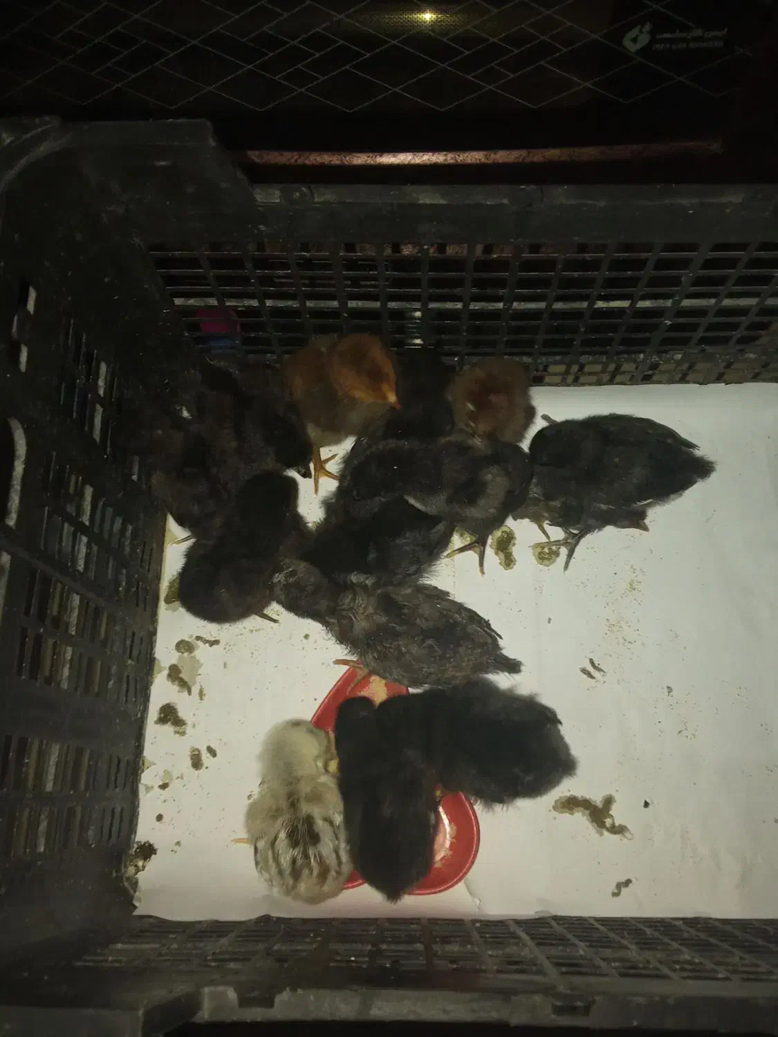 جوجه 20عدد|حیوانات مزرعه|نوشهر, |دیوار