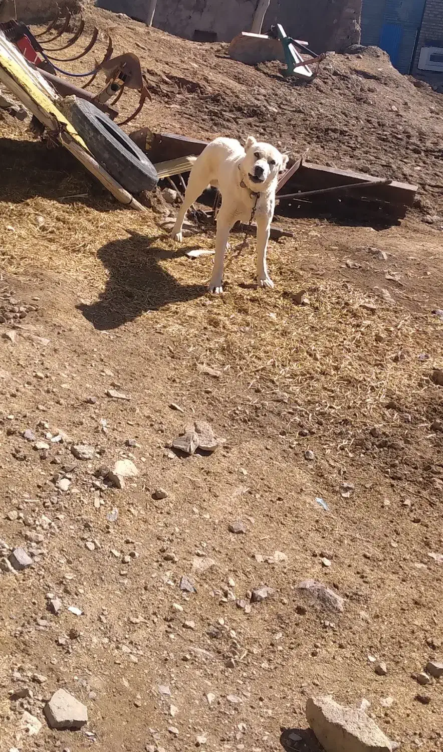 سگ سرابی|سگ|قره پشتلو, |دیوار