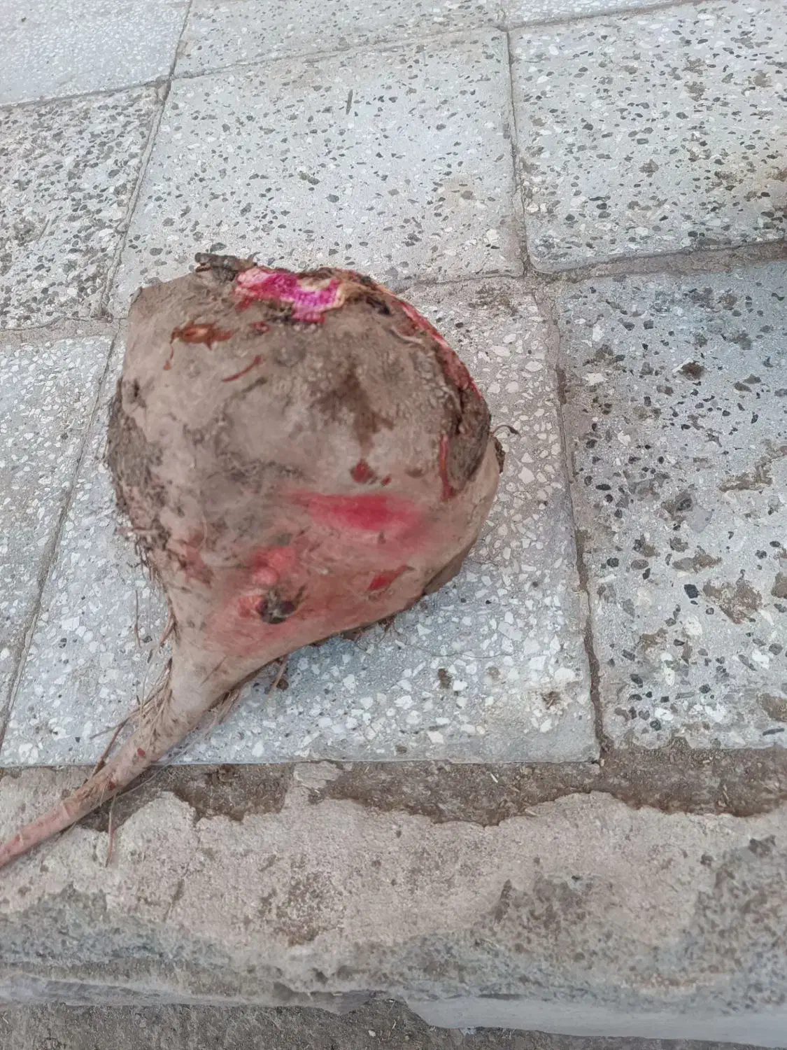 چقندر قند و تنبل|خوردنی و آشامیدنی|عطاملک, |دیوار