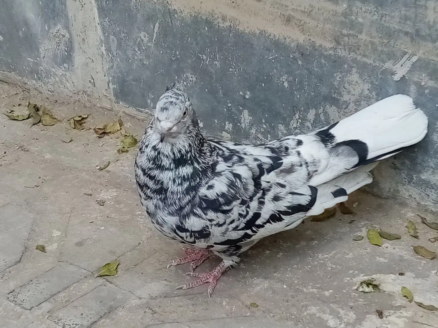 سرور ماده تو دم سفید|پرنده|تهران, هاشمی|دیوار