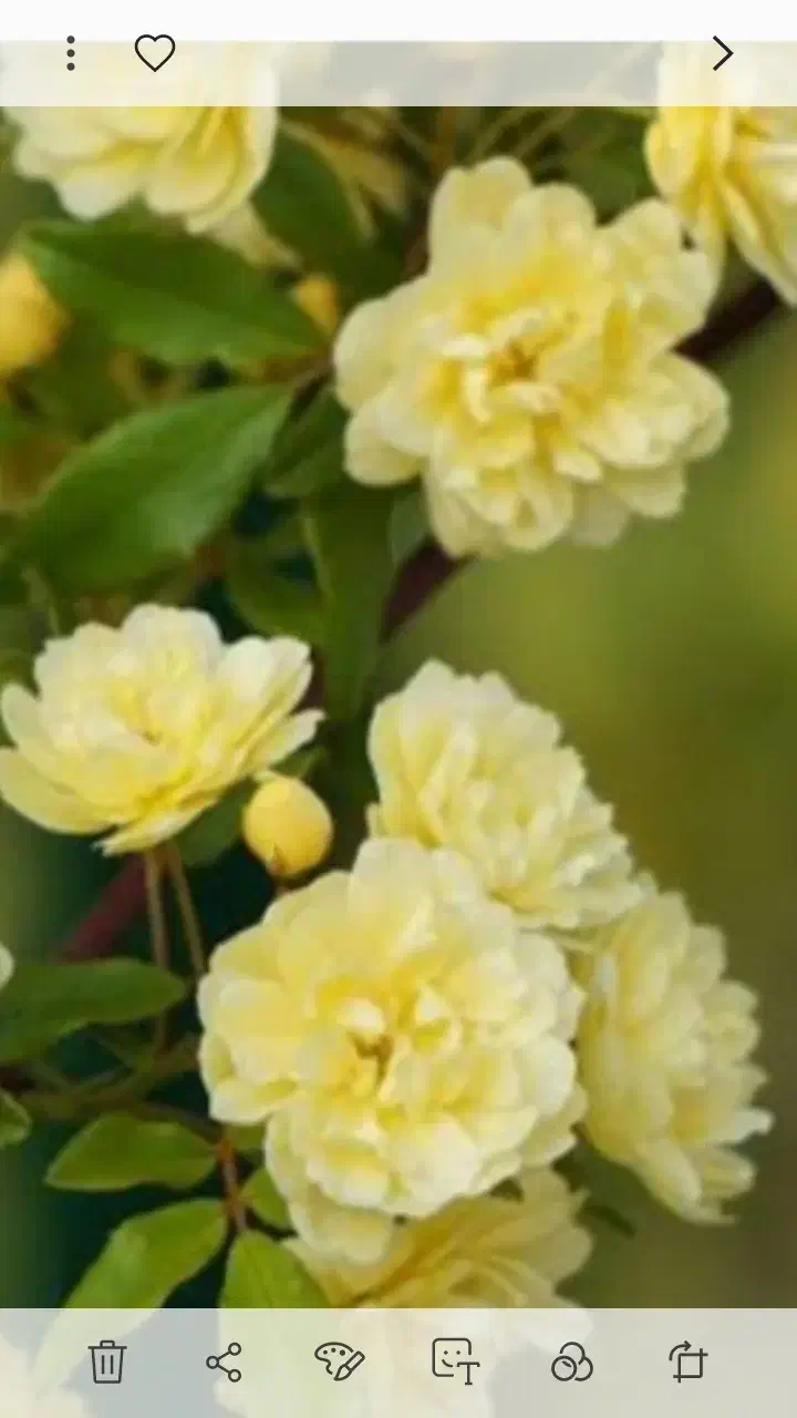 گل آبشار طلا|گل و گیاه طبیعی|بجنورد, |دیوار