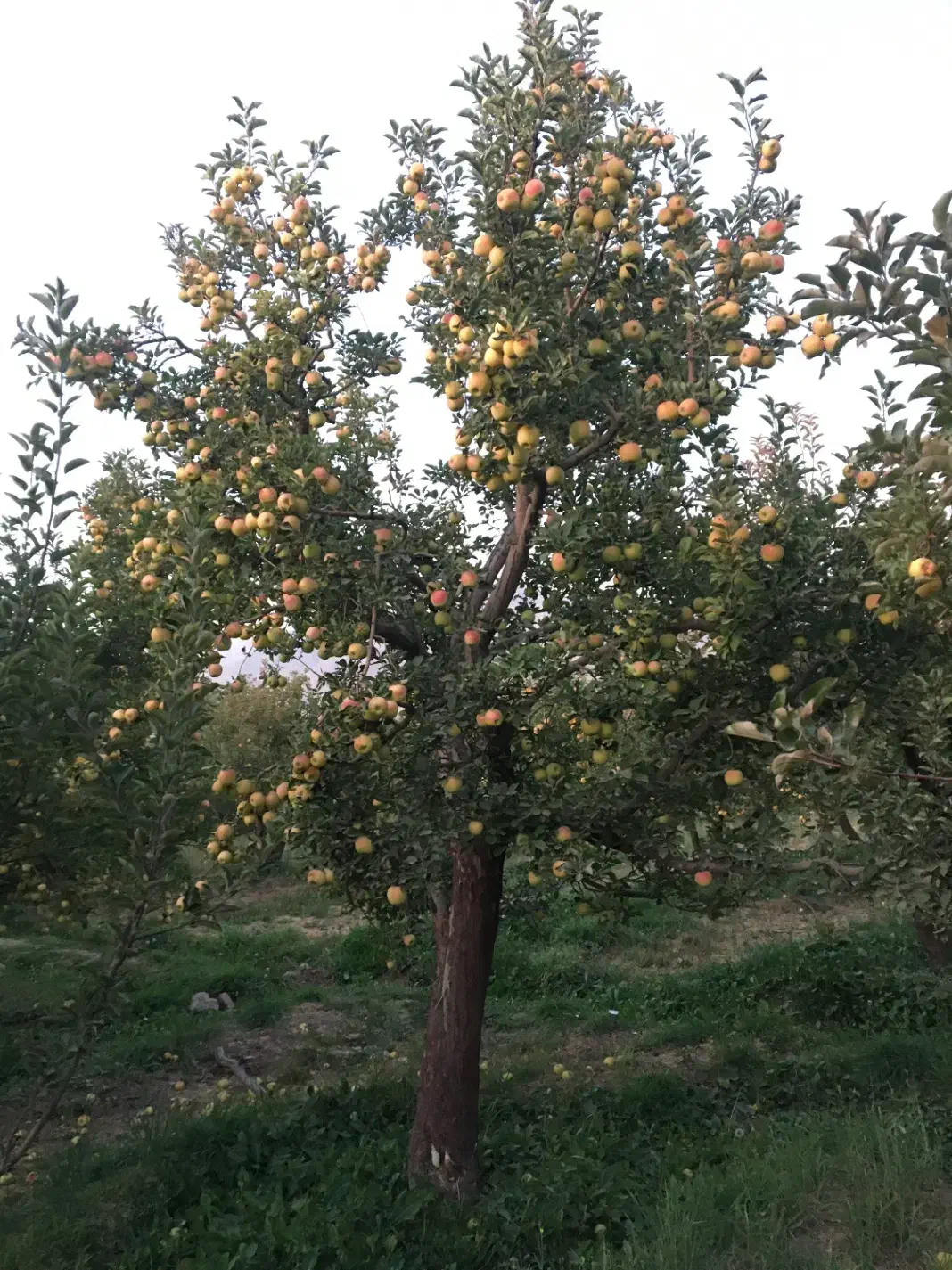 ۵۰۰متر باغ (جواز ساخت80متر احداث بنا) آبسرد دماوند|فروش خانه و ویلا|تهران, مظاهری|دیوار