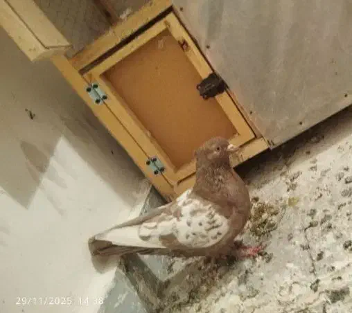 کبوتر یا کفتر|پرنده|گلبهار, شهر جدید گلبهار|دیوار