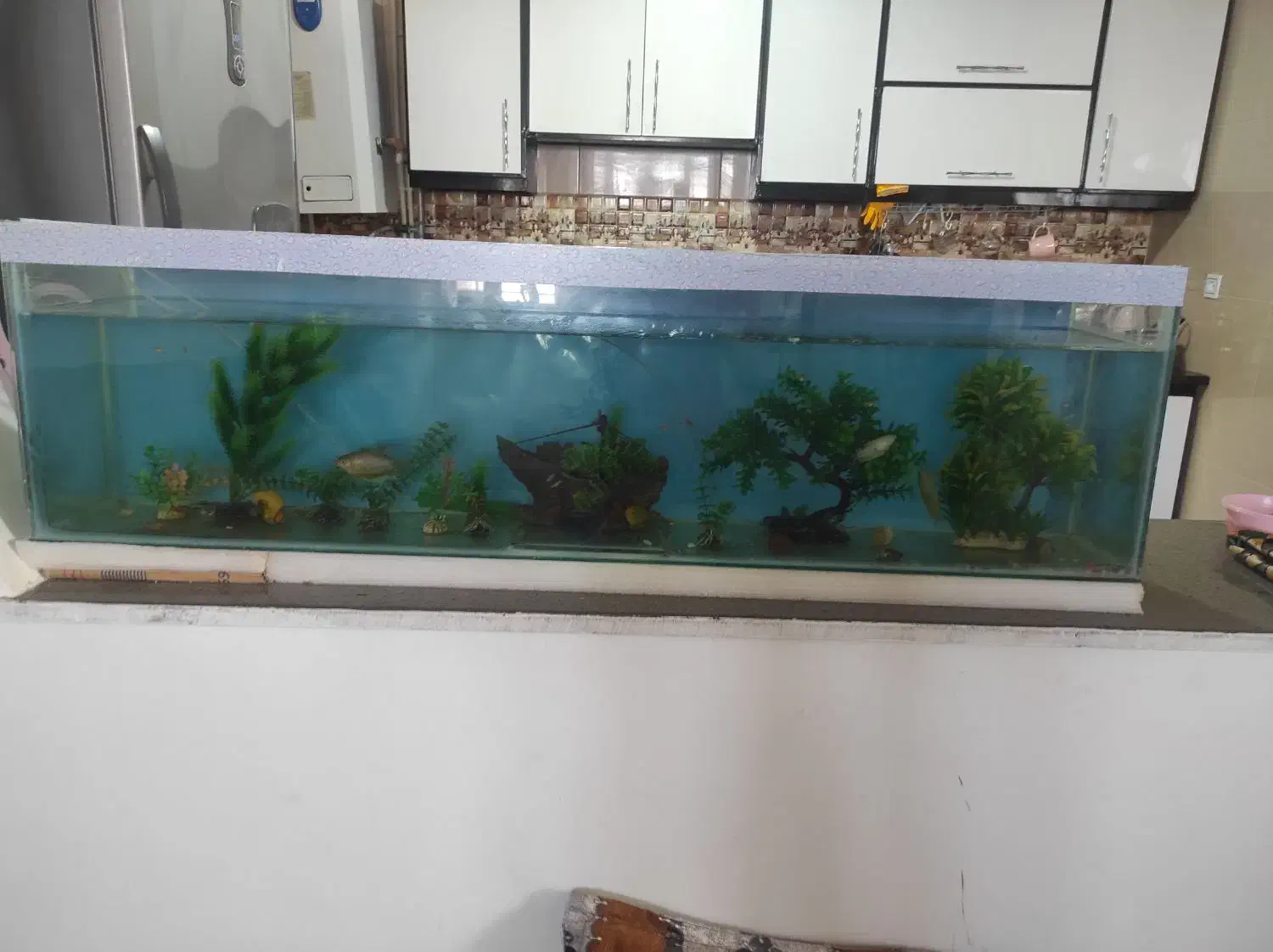 اکواریوم با ماهی معاوضه با پرنده|ماهی|خواف, |دیوار