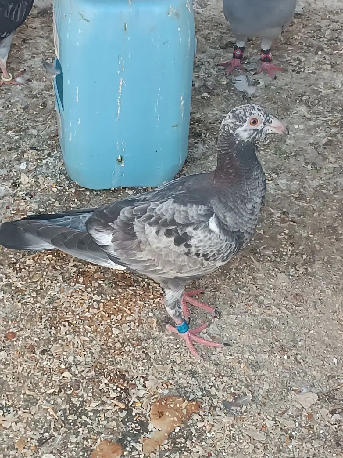 کبوتر گوره ای جوجه 2500|پرنده|برازجان, |دیوار