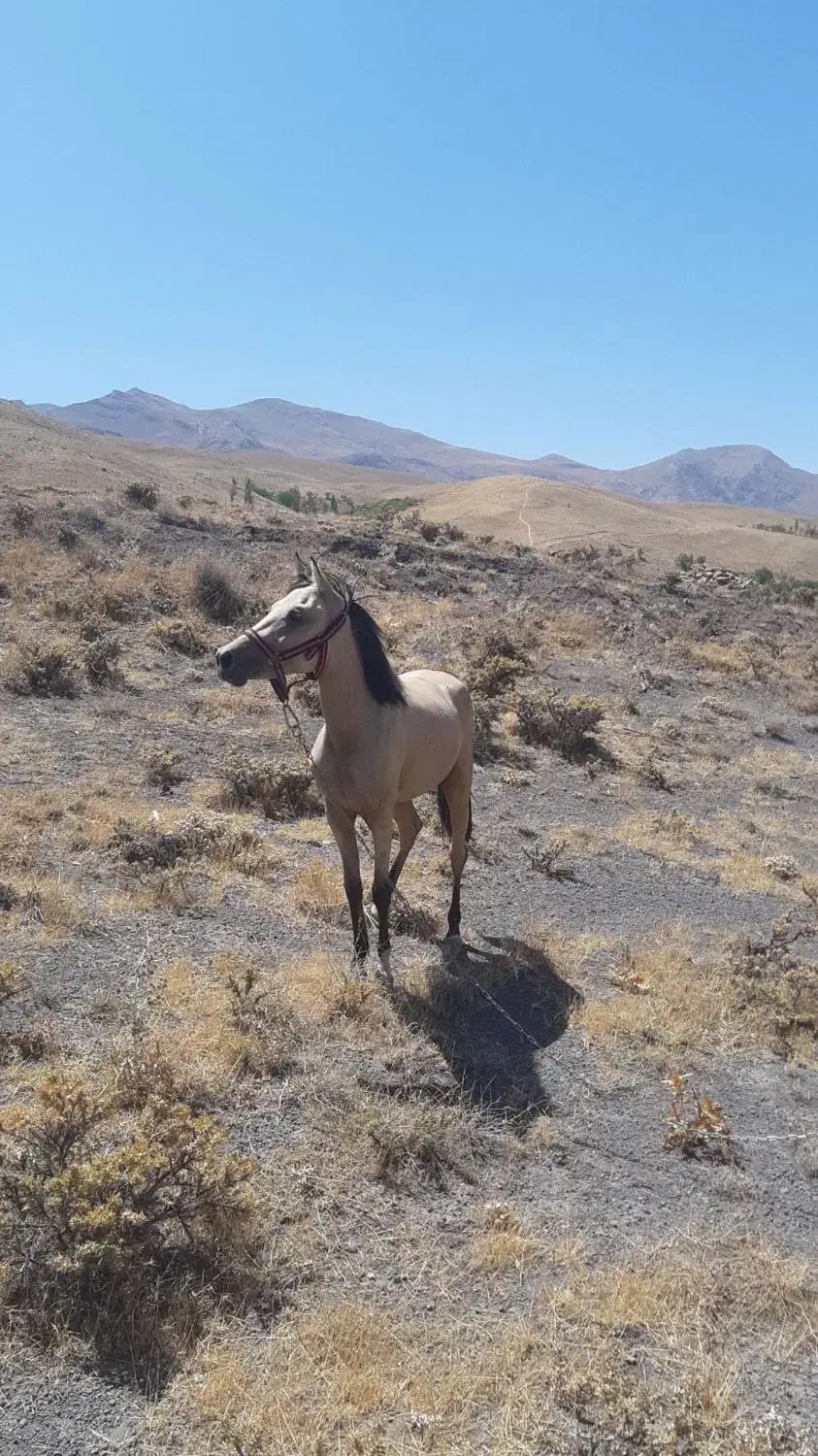 اسب|اسب و تجهیزات اسب‌سواری|آبگرم, |دیوار