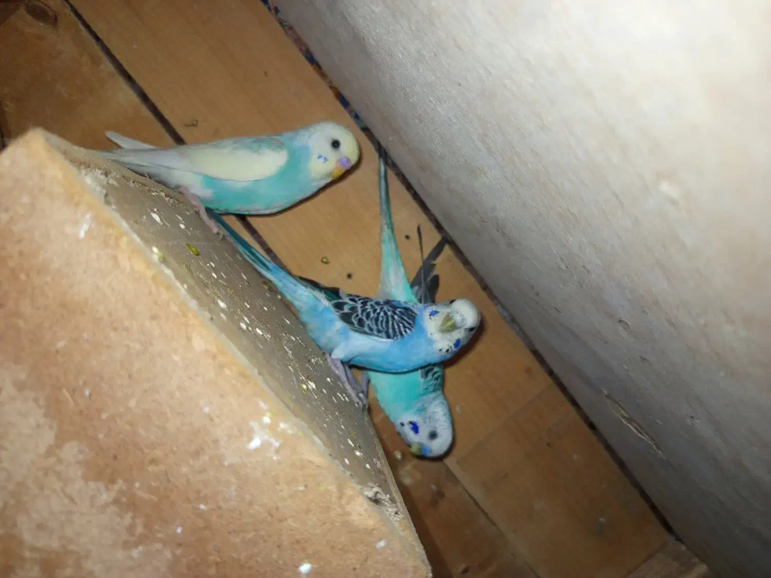 فروش مرغ عشق|پرنده|قشم, |دیوار