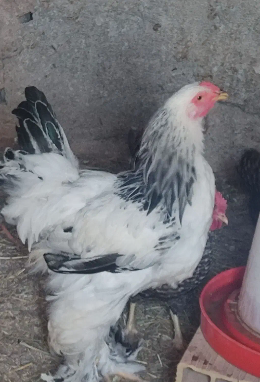 خروس برهما 10ماهه|حیوانات مزرعه|خواجه, |دیوار