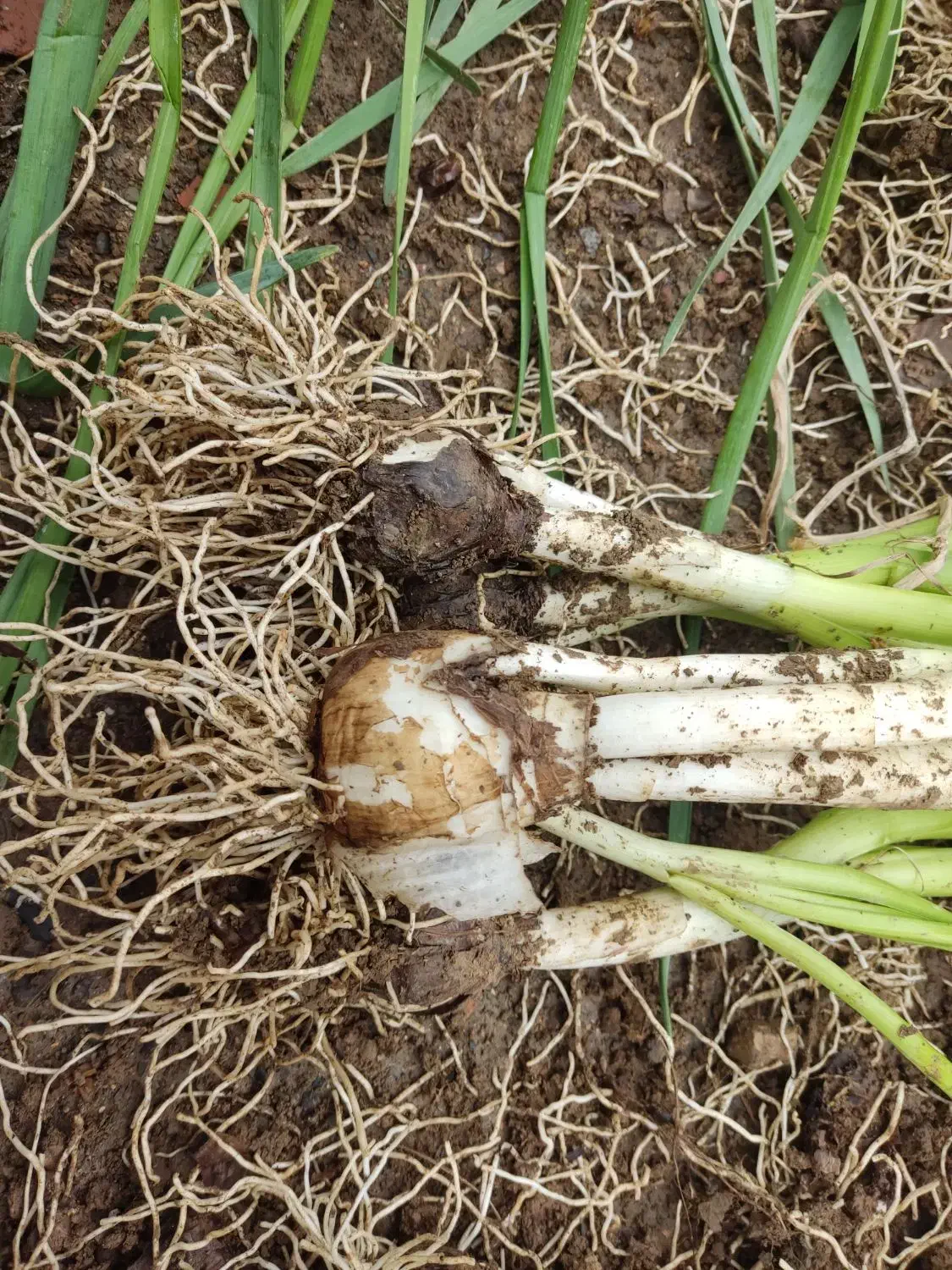 پیاز گل نرگس|گل و گیاه طبیعی|نیشابور, مازول|دیوار