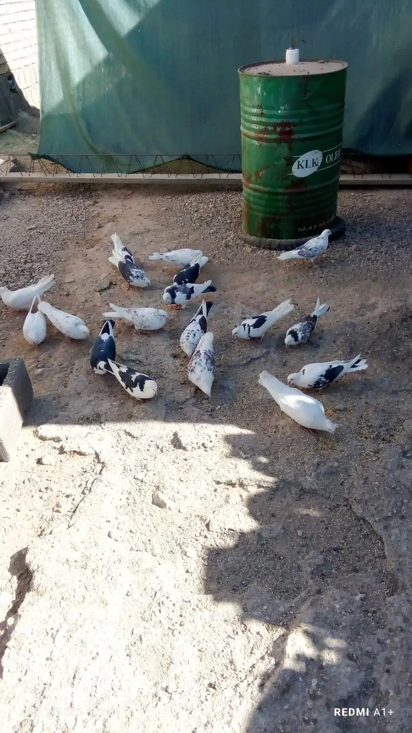 کفتر ابلق پرشی|پرنده|سیرجان, |دیوار