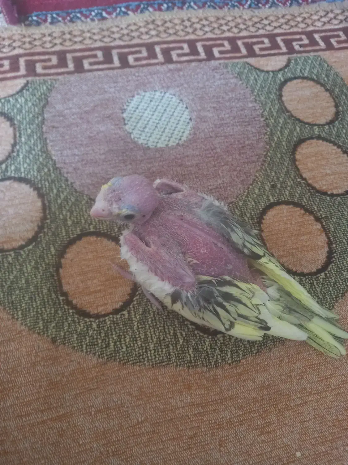 عروس هلندی|پرنده|هامون, |دیوار