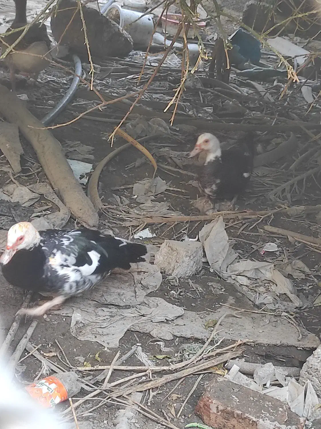 اردک و غاز|حیوانات مزرعه|ایرانشهر, |دیوار