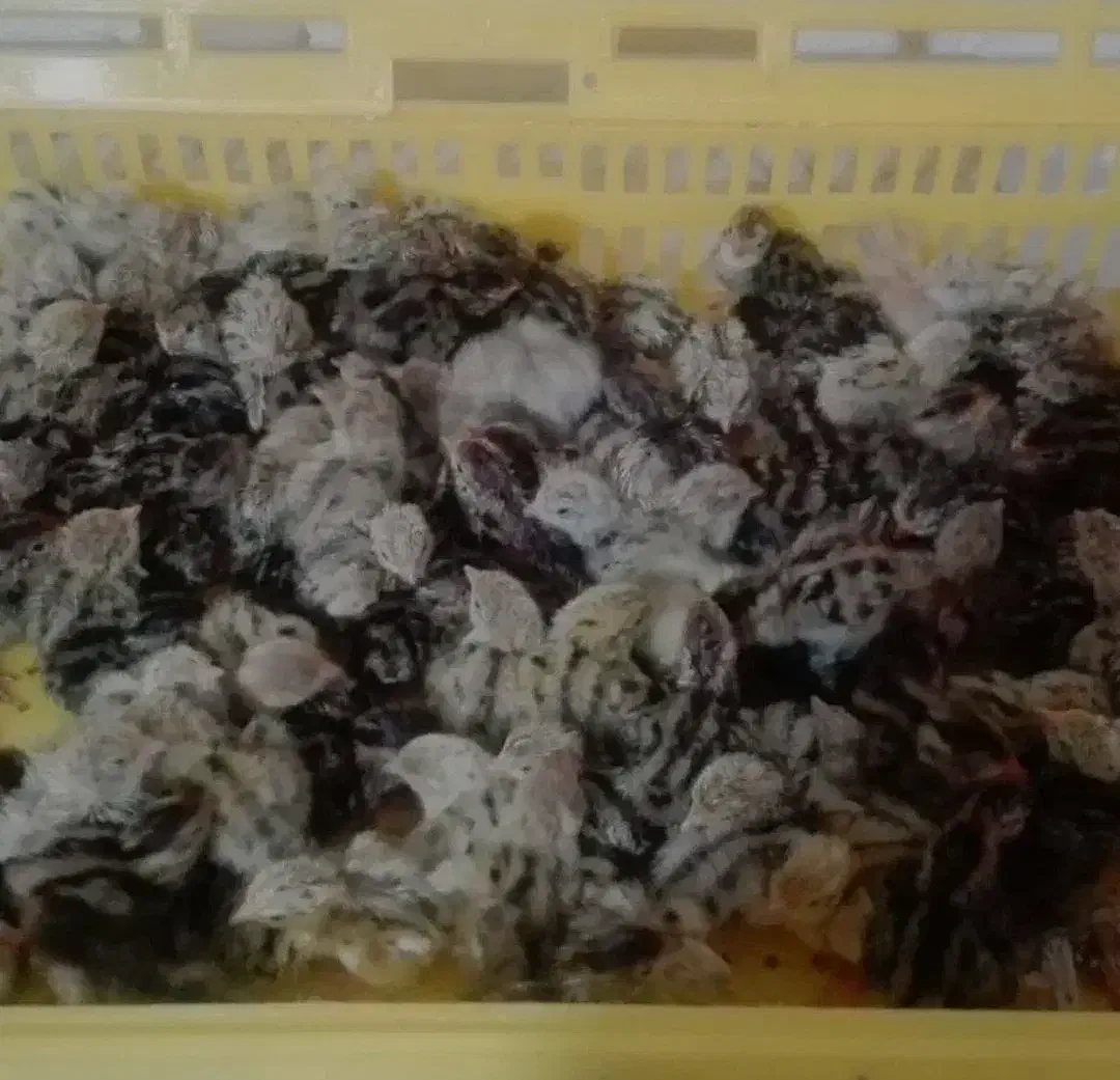 جوجه بلدرچین|حیوانات مزرعه|اردبیل, |دیوار