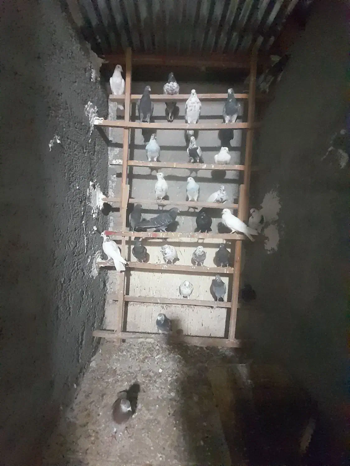 کبوتر پرش سنگین به شرط|پرنده|ماهدشت, |دیوار