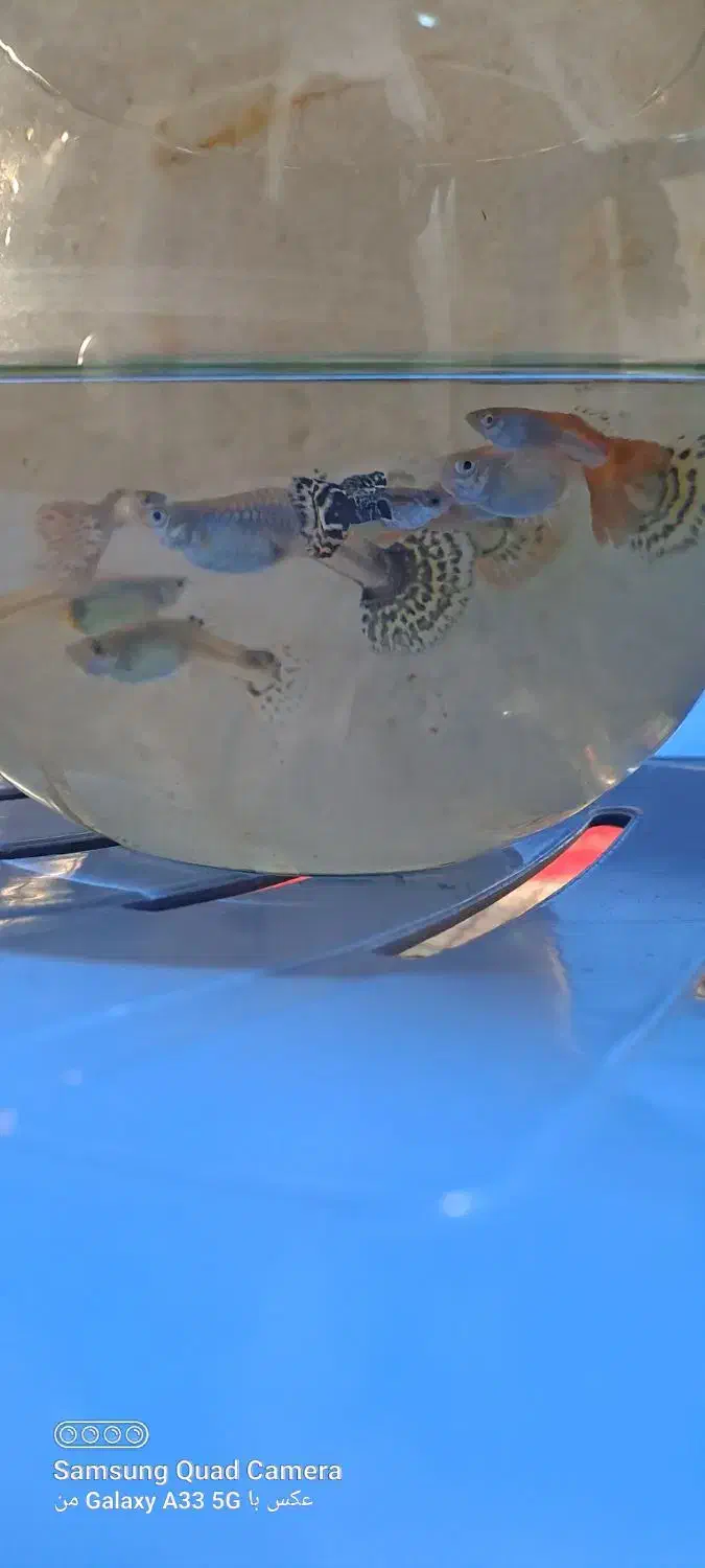 ماهی گوپی|ماهی|مرودشت, ژیان|دیوار