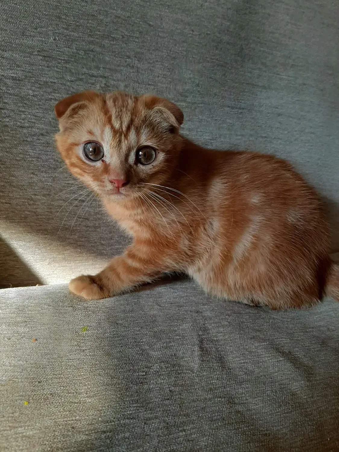 دوعدد گربه اسکاتیش اصیل|گربه|تبریز, |دیوار