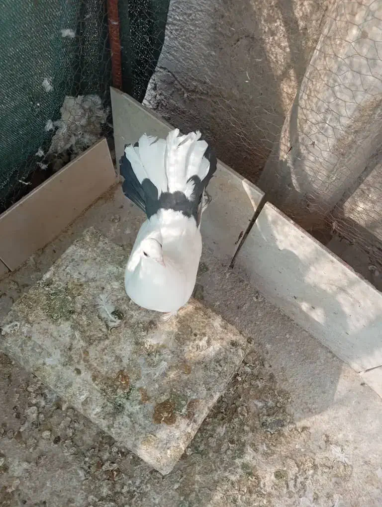 کبوتر دم چتری|پرنده|اصفهان, امیرعرب|دیوار