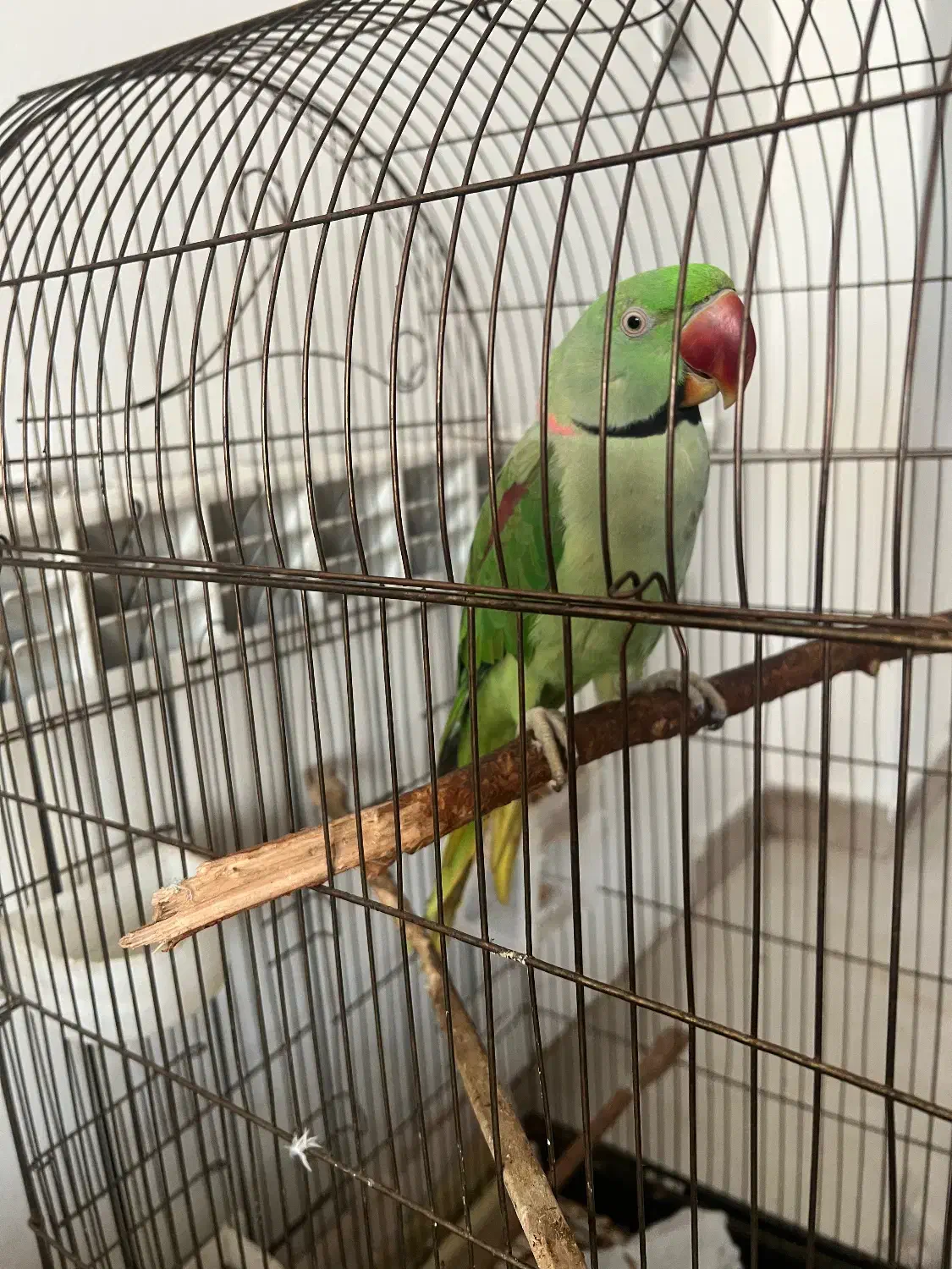 شاه طوطی|پرنده|چالوس, |دیوار