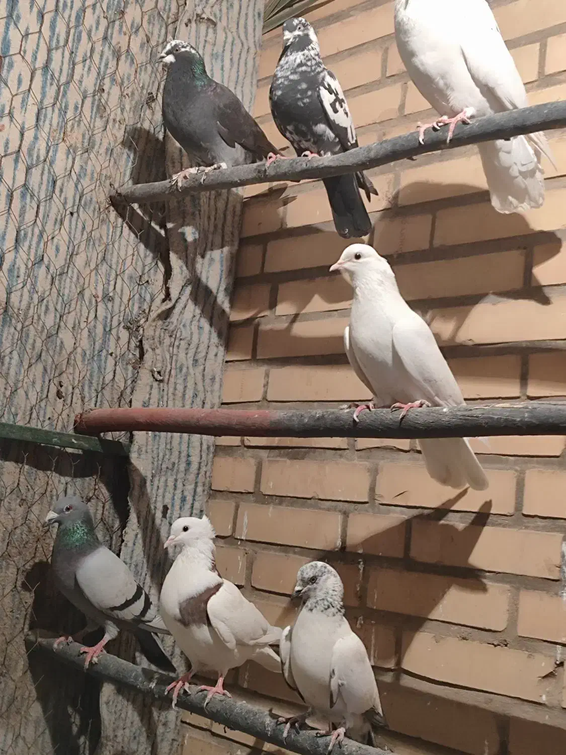 سلام دوستا گفتر تهرانی با شهر ستانی عوز میگنم|پرنده|جوادآباد, |دیوار