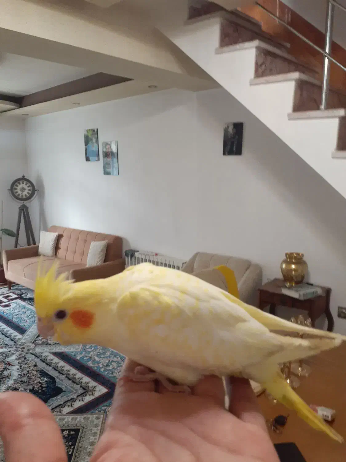 طوطی عروس|پرنده|رشت, لاکان شهر|دیوار