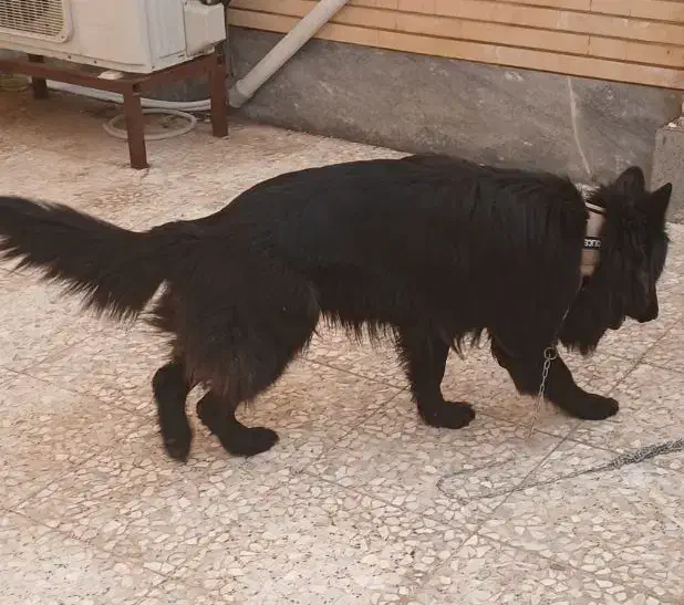 ماده بلک ژرمن موبلند حرفهای|سگ|آبادان, |دیوار