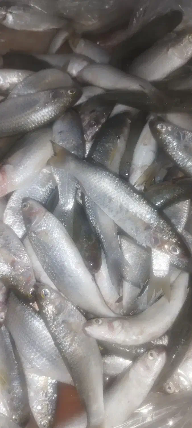 ماهی بیا|ماهی|آبپخش, |دیوار