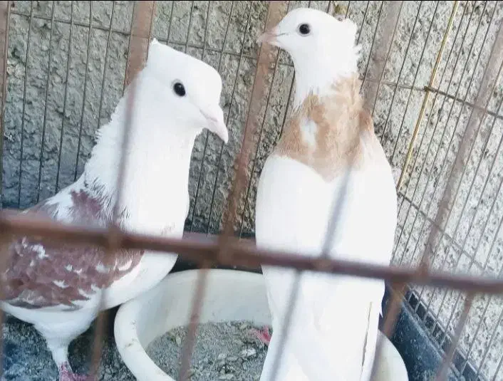 کفتر|پرنده|نسیمشهر, |دیوار