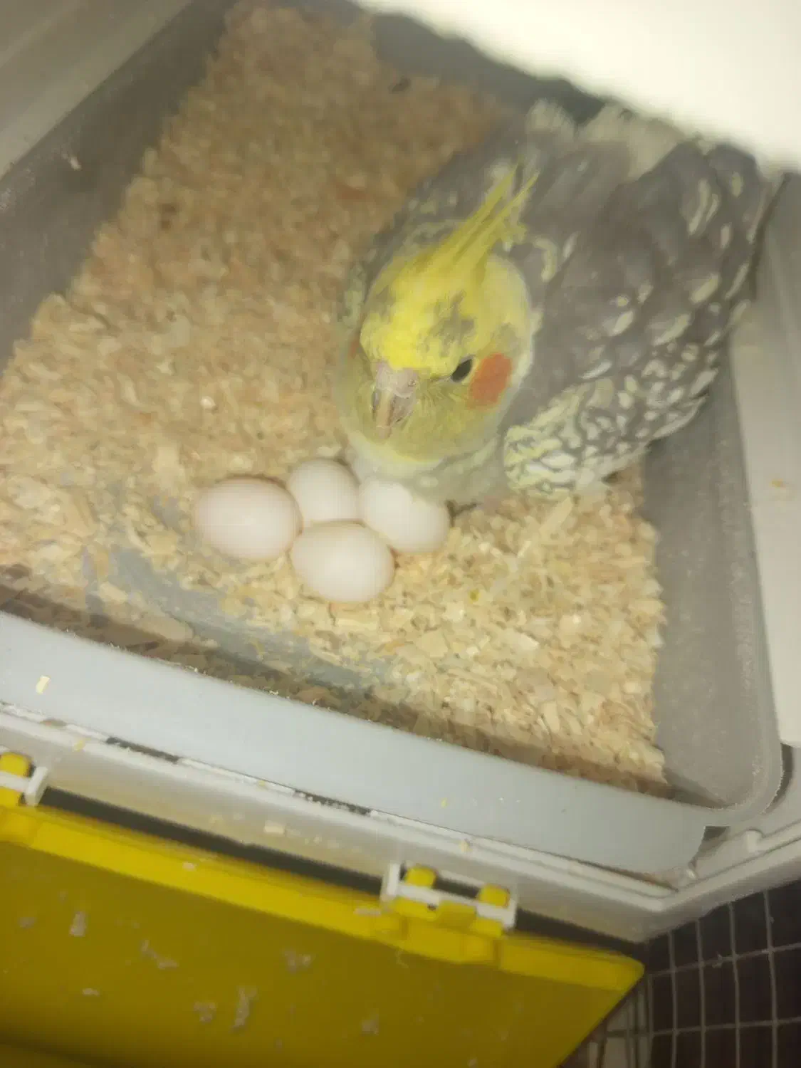 جفت عروس|پرنده|سیرجان, |دیوار