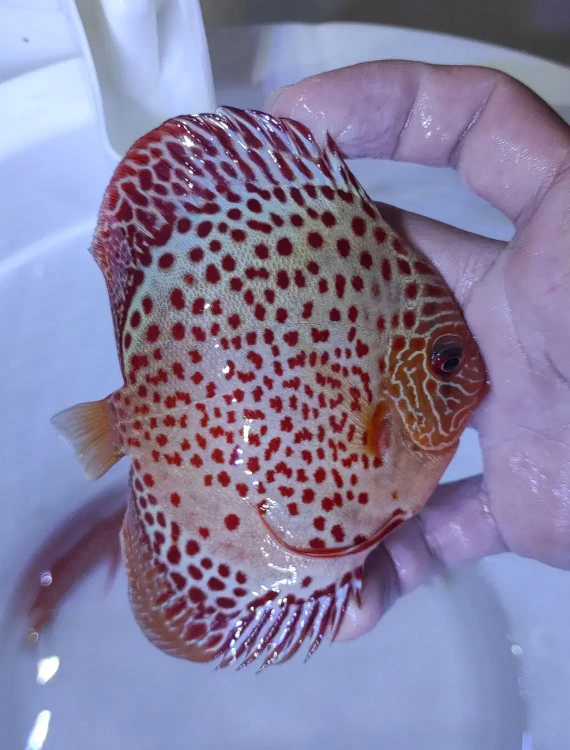 دیسکس گریدبالا|ماهی|مشهد, الهیه|دیوار