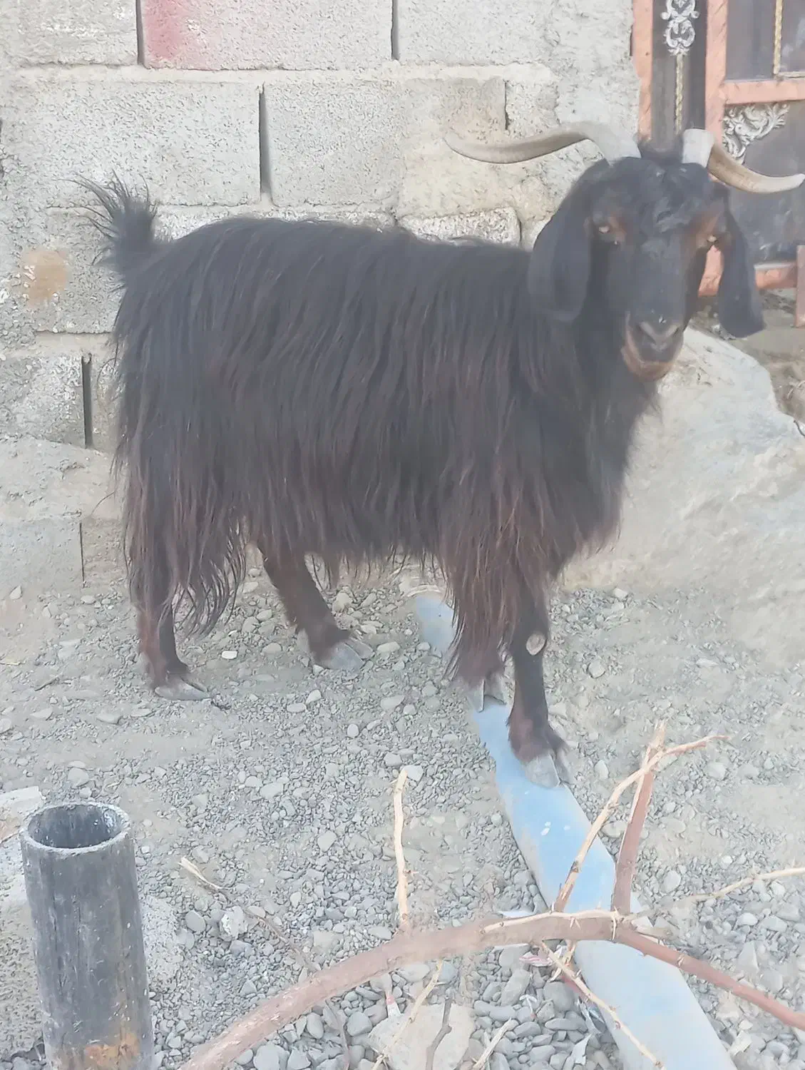 افوس هست2قولو میاره فوری 8کمترنه|حیوانات مزرعه|چابهار, |دیوار