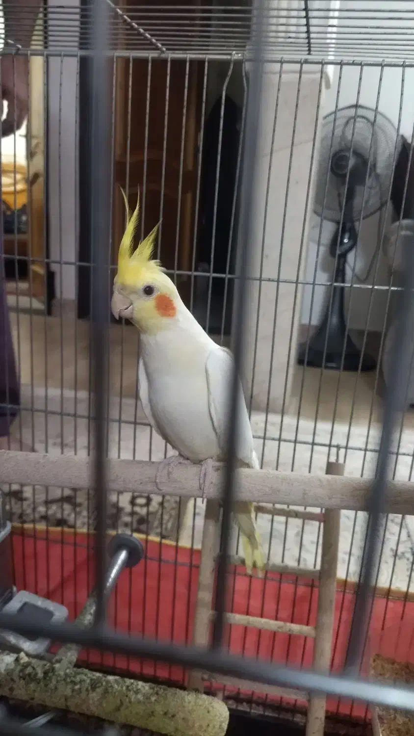 عروس هلندی|پرنده|آشخانه, |دیوار