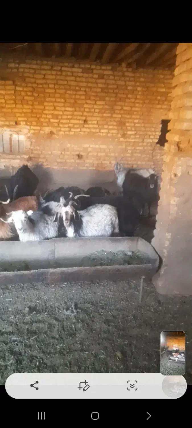 ۵۰ راس بز داشتی و کشتی جفتی بیست ودو میلیون|حیوانات مزرعه|اقلید, |دیوار