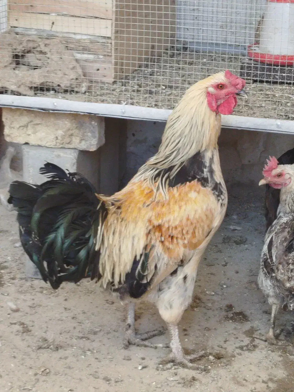 خروس محلی|حیوانات مزرعه|تکاب, |دیوار