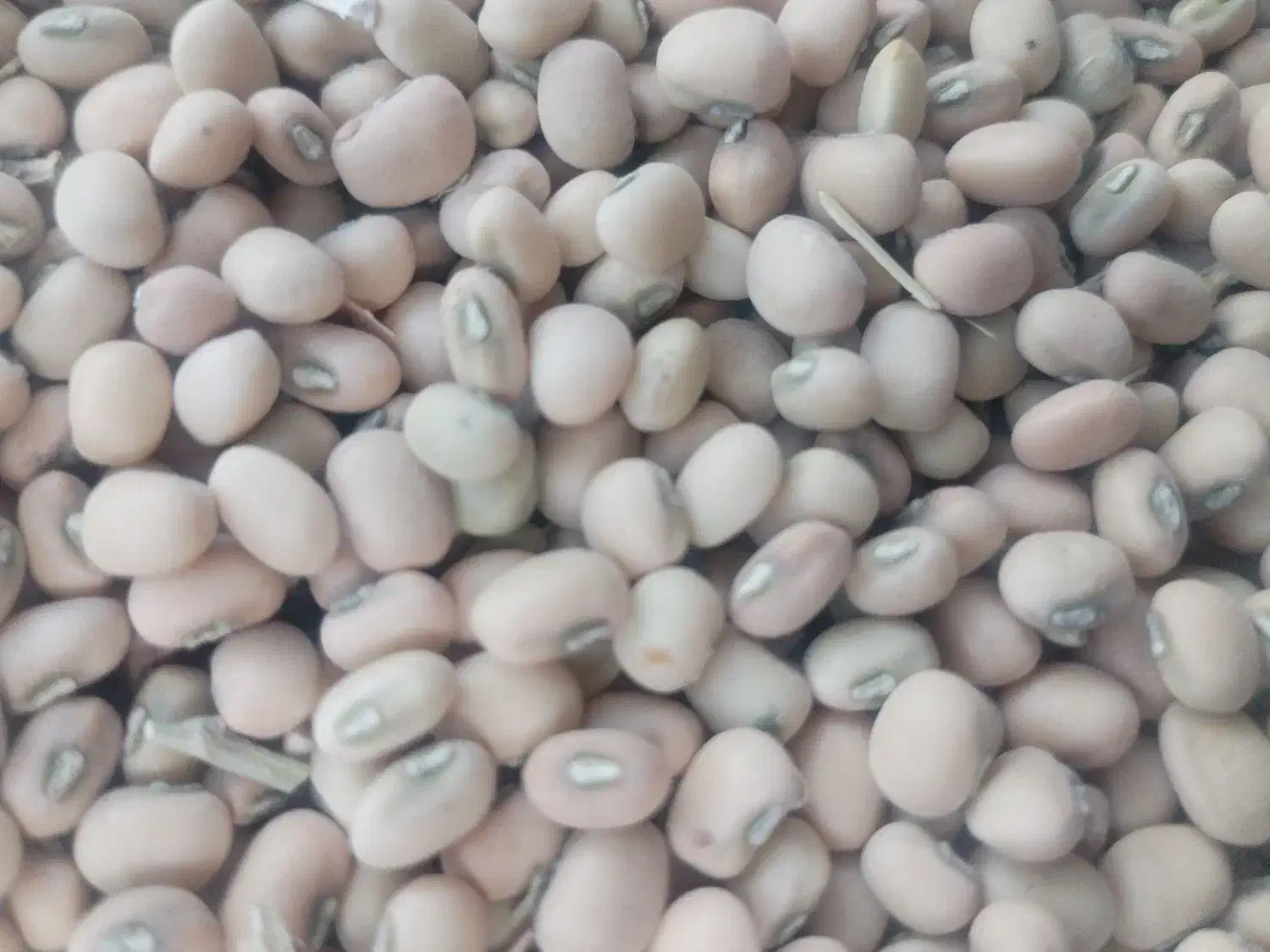 لوبیاپلو|خوردنی و آشامیدنی|مرودشت, ثبت احوال|دیوار