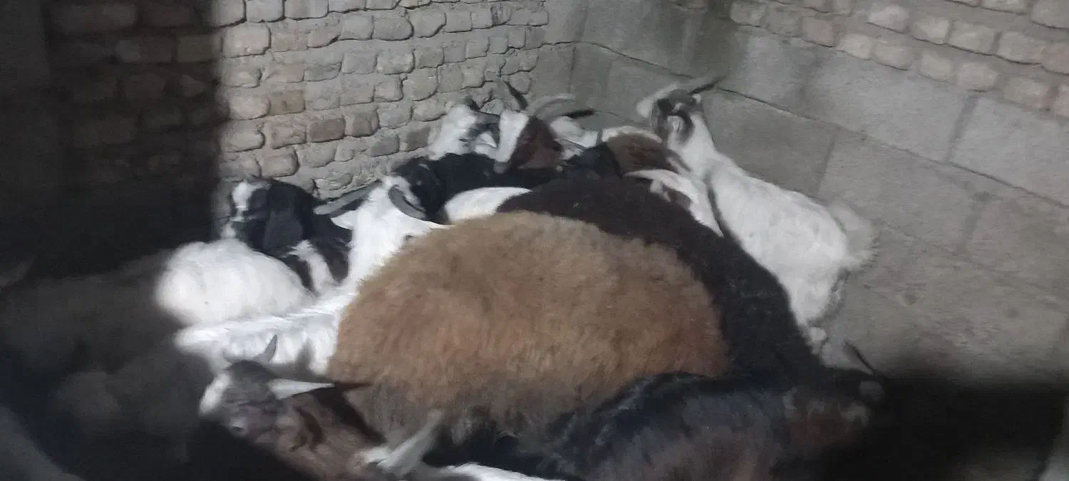 بز نر ماده|حیوانات مزرعه|خان ببین, |دیوار