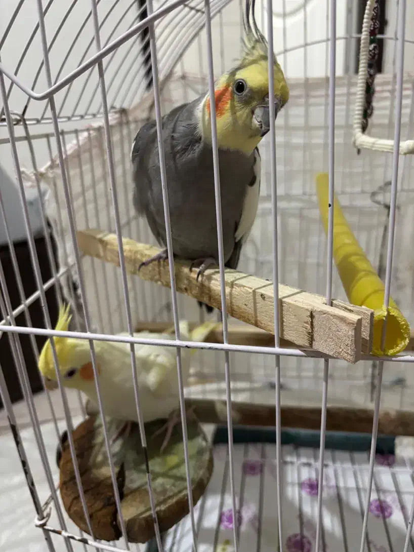 عروس هلندی|پرنده|مشکین‌دشت, |دیوار