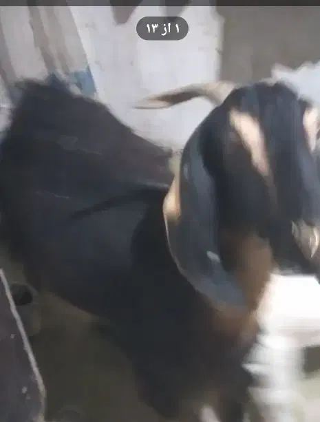 بزخوب شیرا|حیوانات مزرعه|بیرجند, |دیوار