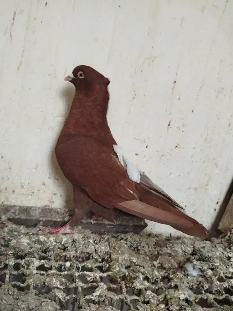 چپی سفید|حیوانات|اهواز, کوی علوی|دیوار