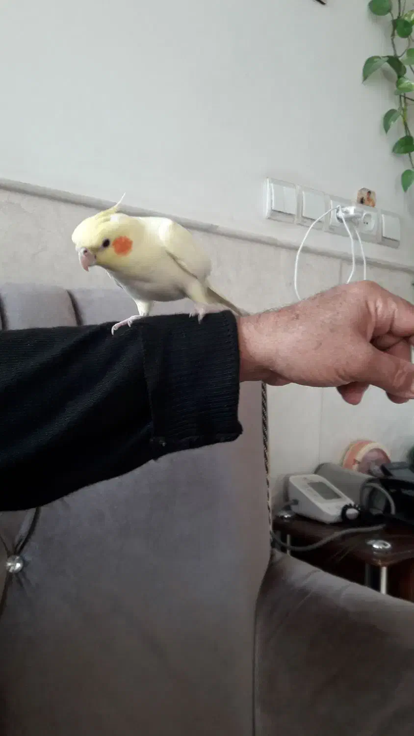 عروس دستی|پرنده|قنوات, |دیوار