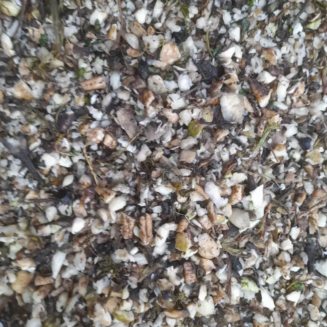 تفاله چغندر دامی|عمده‌فروشی|کبودرآهنگ, |دیوار