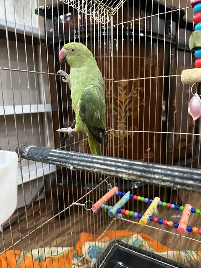 طوطی ملنگو سایز بزرگ|پرنده|ارومیه, |دیوار