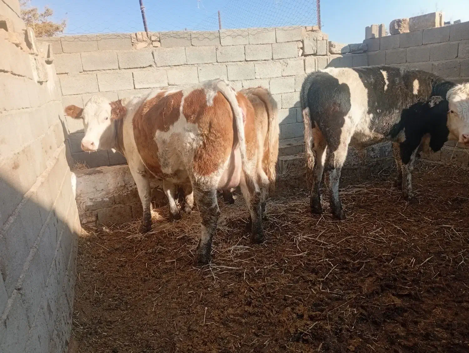 تلیسه|حیوانات مزرعه|سبزوار, کهنه آب|دیوار