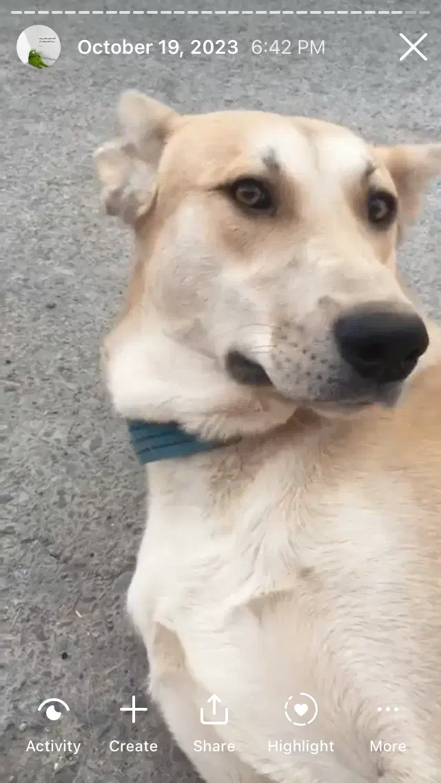 سگ گمشده مژدگانی|حیوانات|کرمان, |دیوار