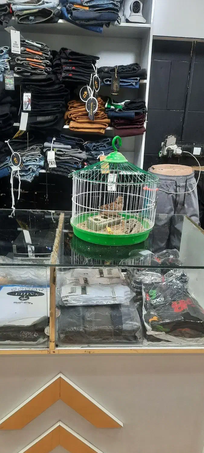 دو عدد سهرخاکی|پرنده|تاکستان, |دیوار