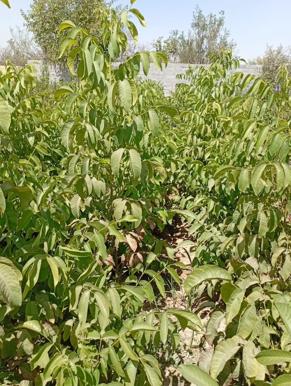 انواع نهال و درختان میوه|خدمات باغبانی و درختکاری|اصفهان, کشاورزی|دیوار