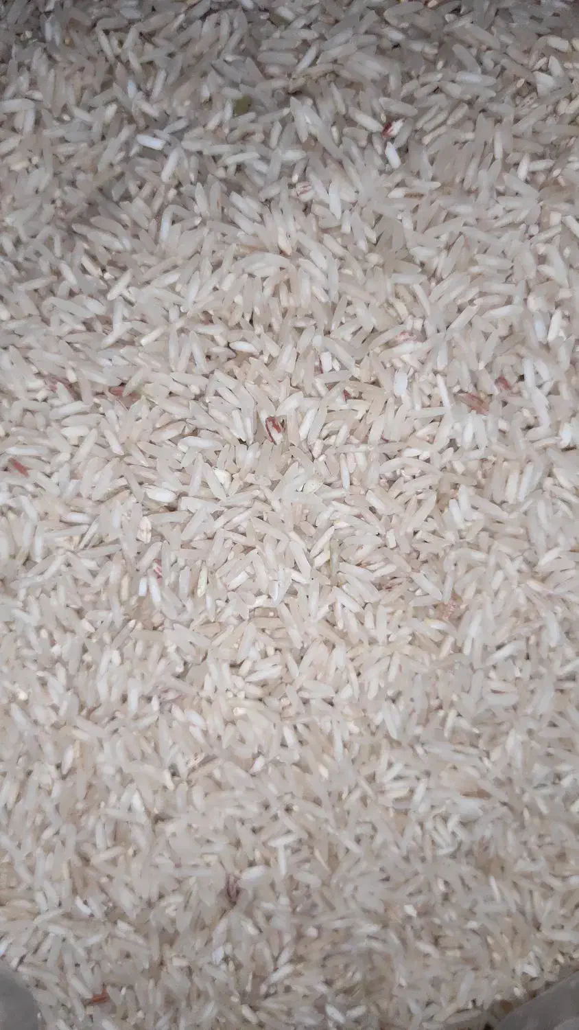 برنج ضیغمی/شیروان/فوق العاده خوشپخت و خوشبو|خوردنی و آشامیدنی|کارزان, |دیوار