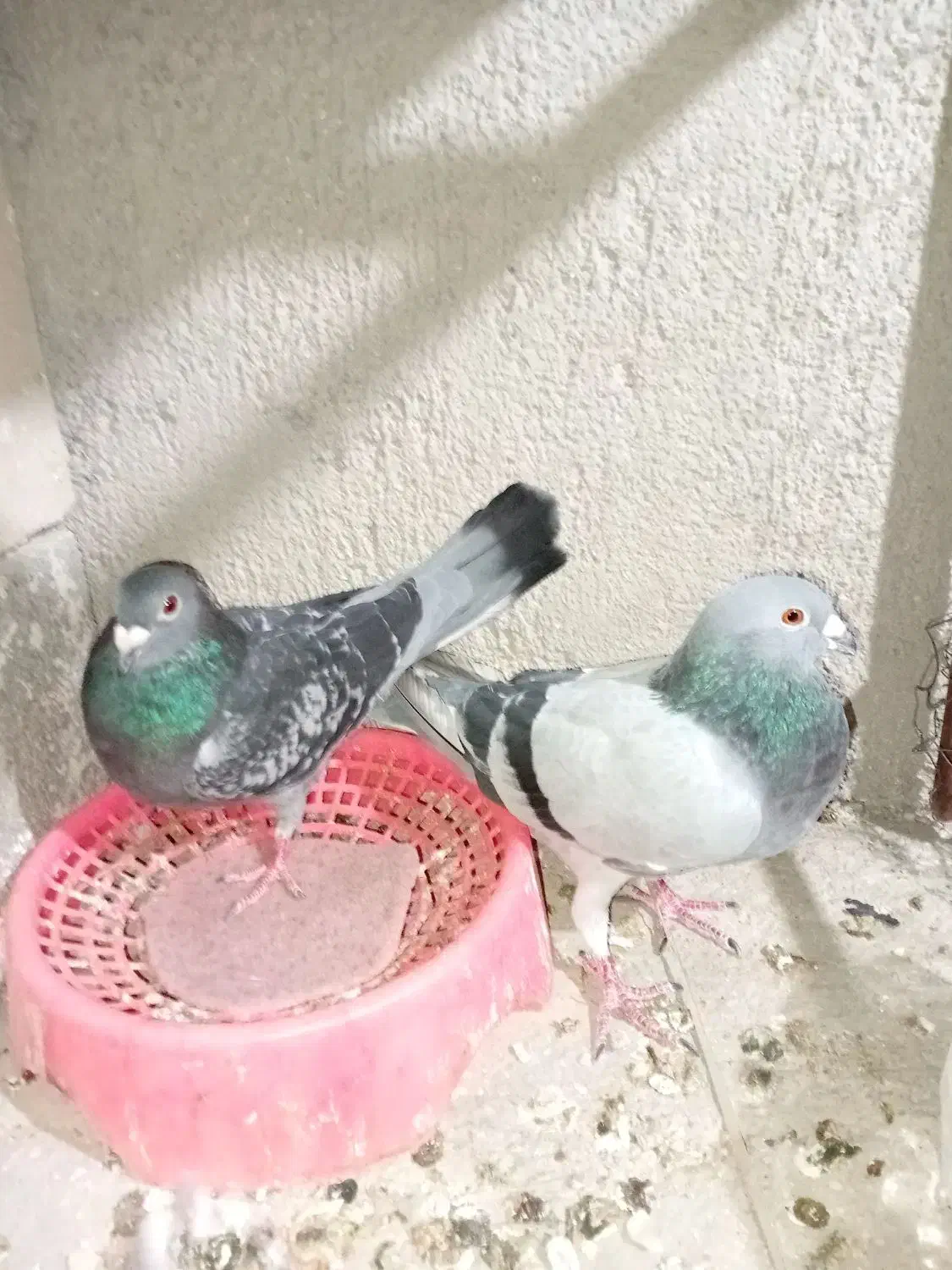 کبوتر|پرنده|جم, |دیوار